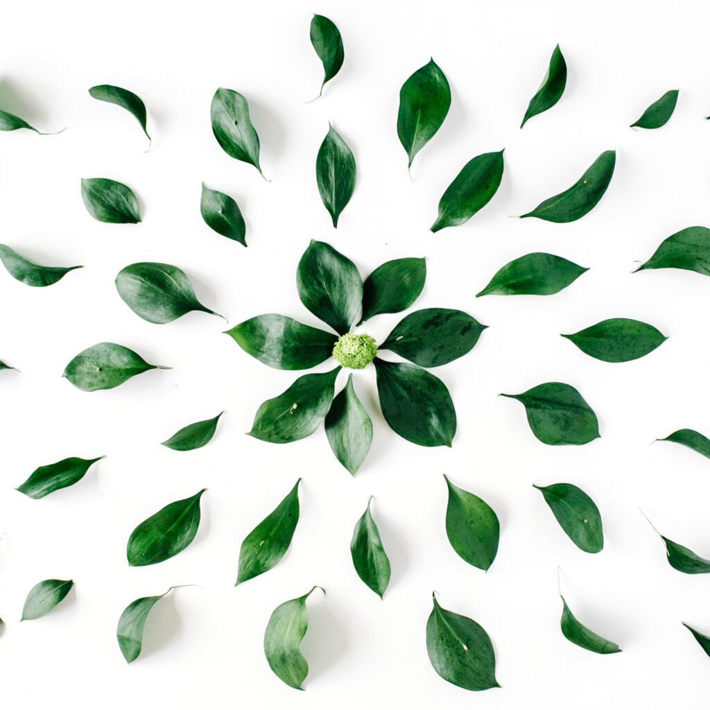 green leaves pattern on white background. flat lay.
